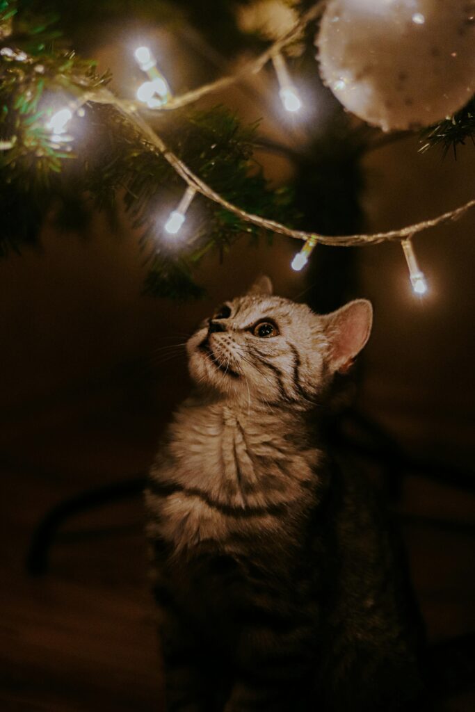 A tabby kitten at Christmas, fairy lights on a Christmas tree