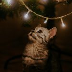 Kitten at Christmas, fairy lights on a Christmas tree