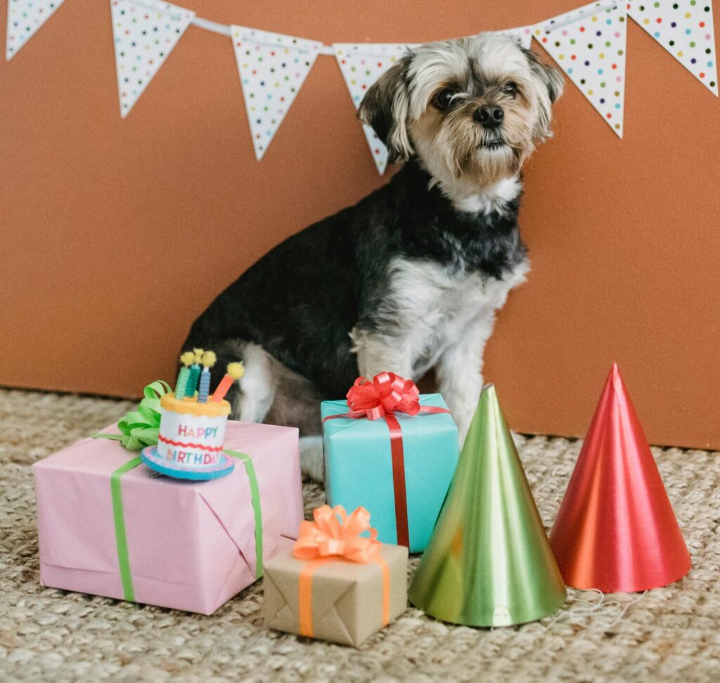 A birthday treat for Bella, from their local pet shop.